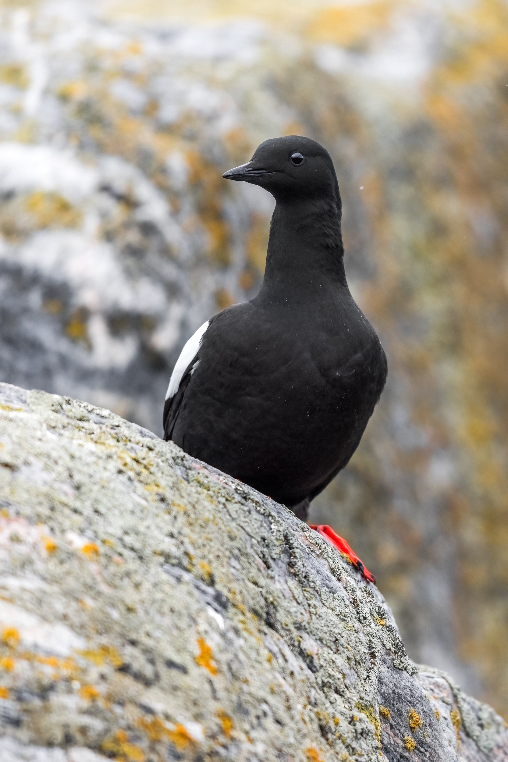 Guillemot à miroir 009