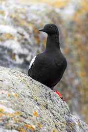 Guillemot à miroir 009