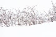 Harfang des neiges 002