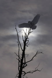 Harfang des neiges 004