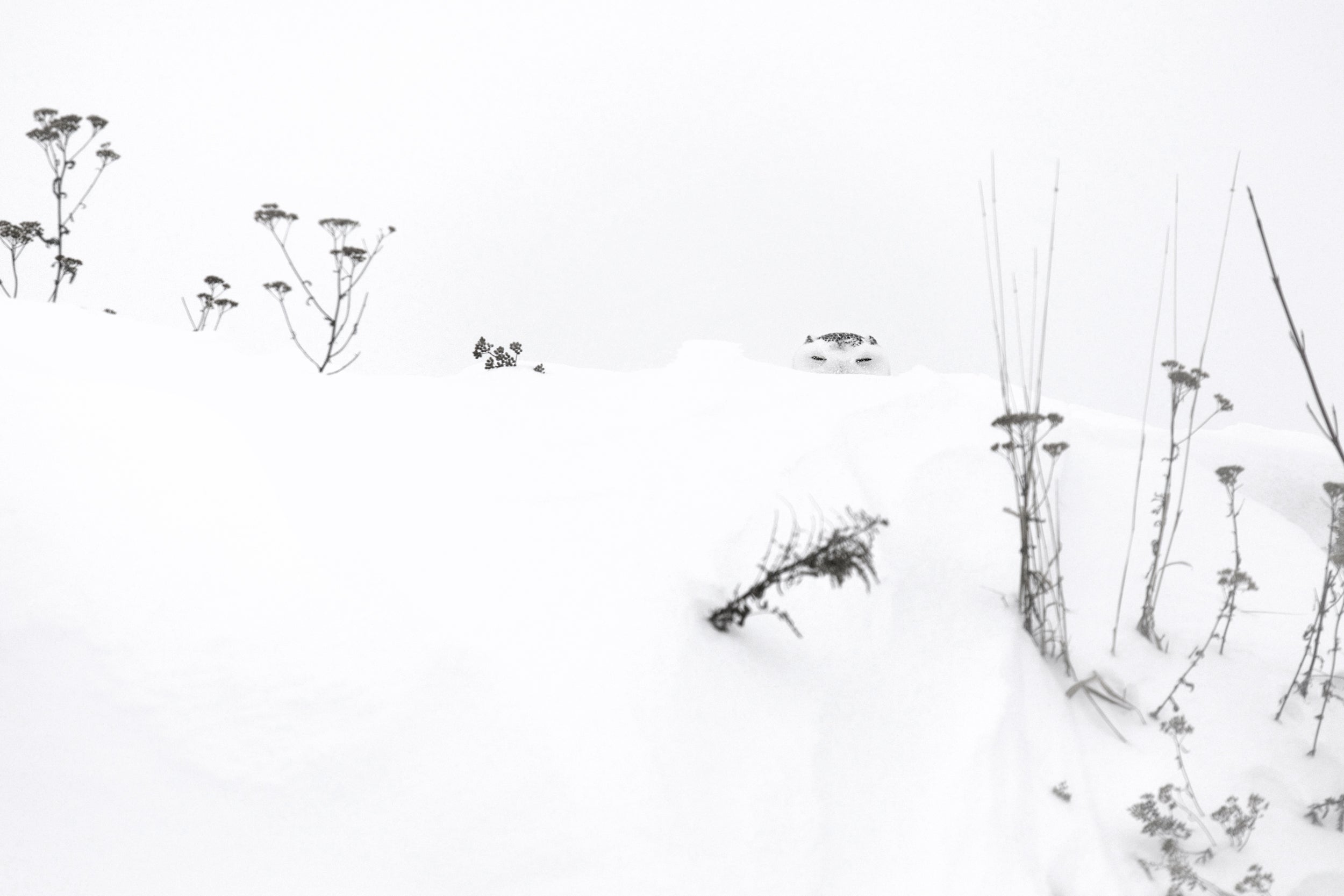 Harfang des neiges 005