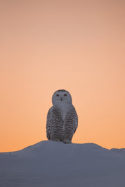 Harfang des neiges 016