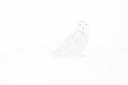 Harfang des neiges 018