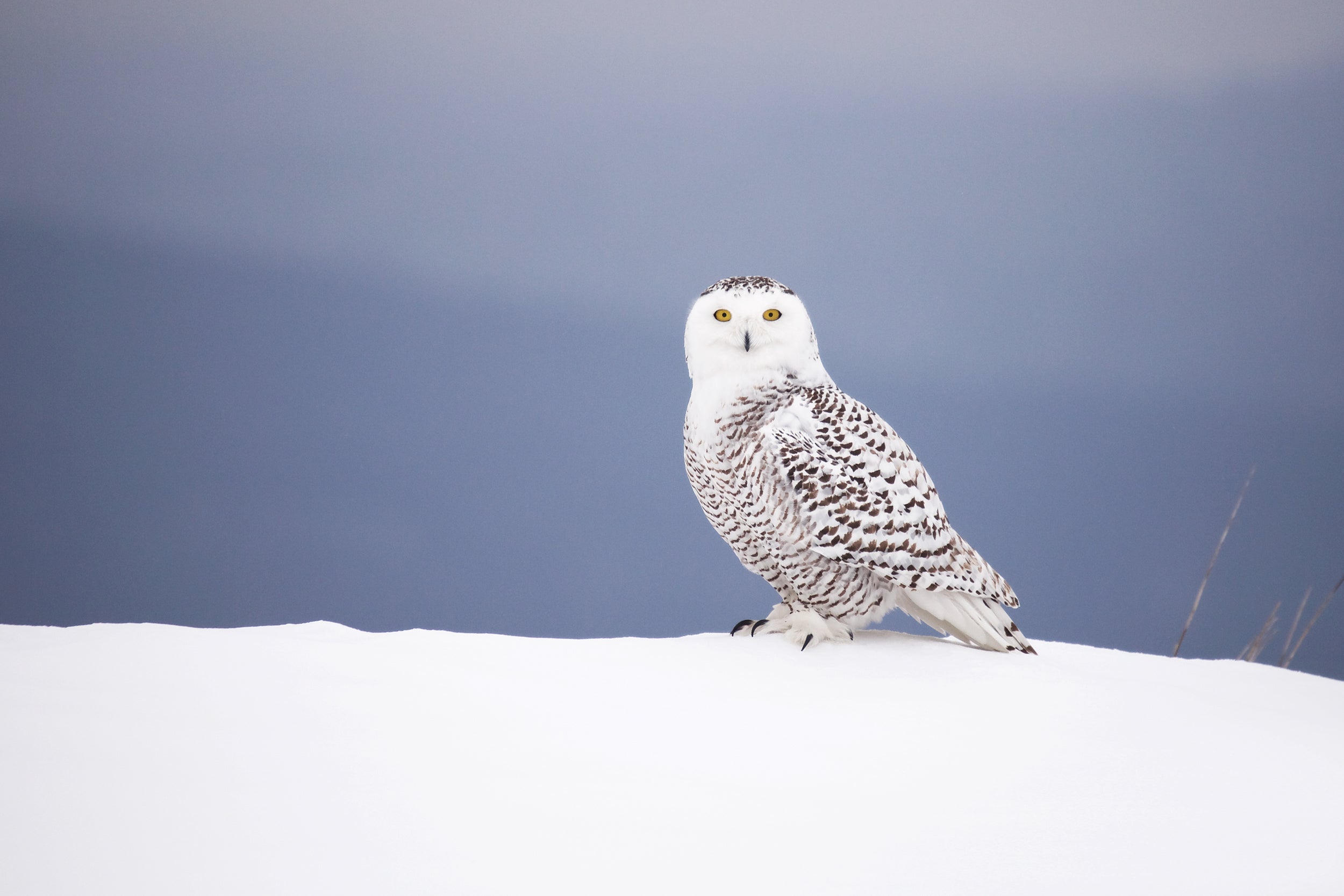 Harfang des neiges 022