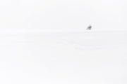 Harfang des neiges 023