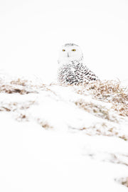 Harfang des neiges 024