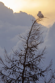 Harfang des neiges 028