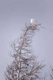 Harfang des neiges 029