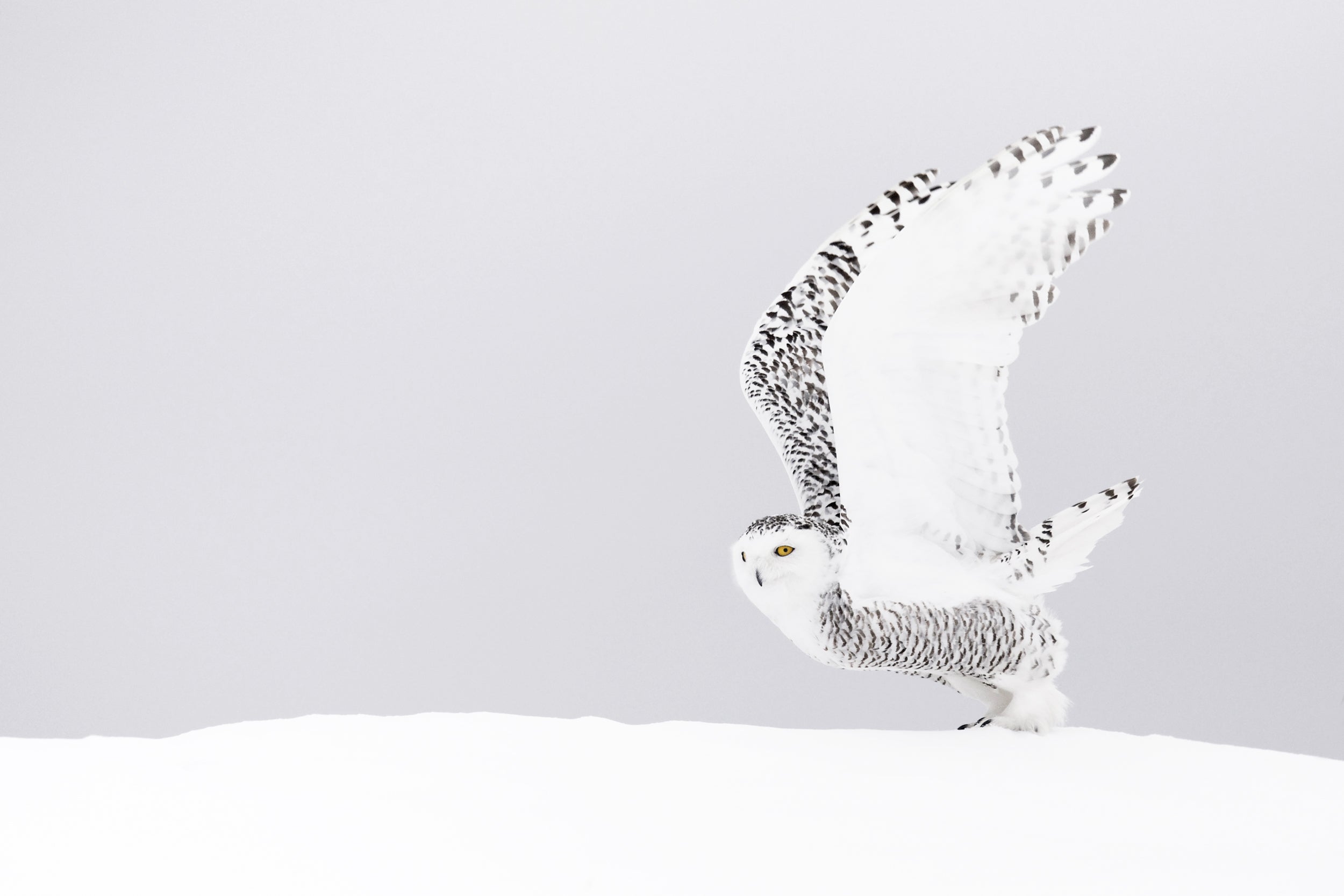 Harfang des neiges 033