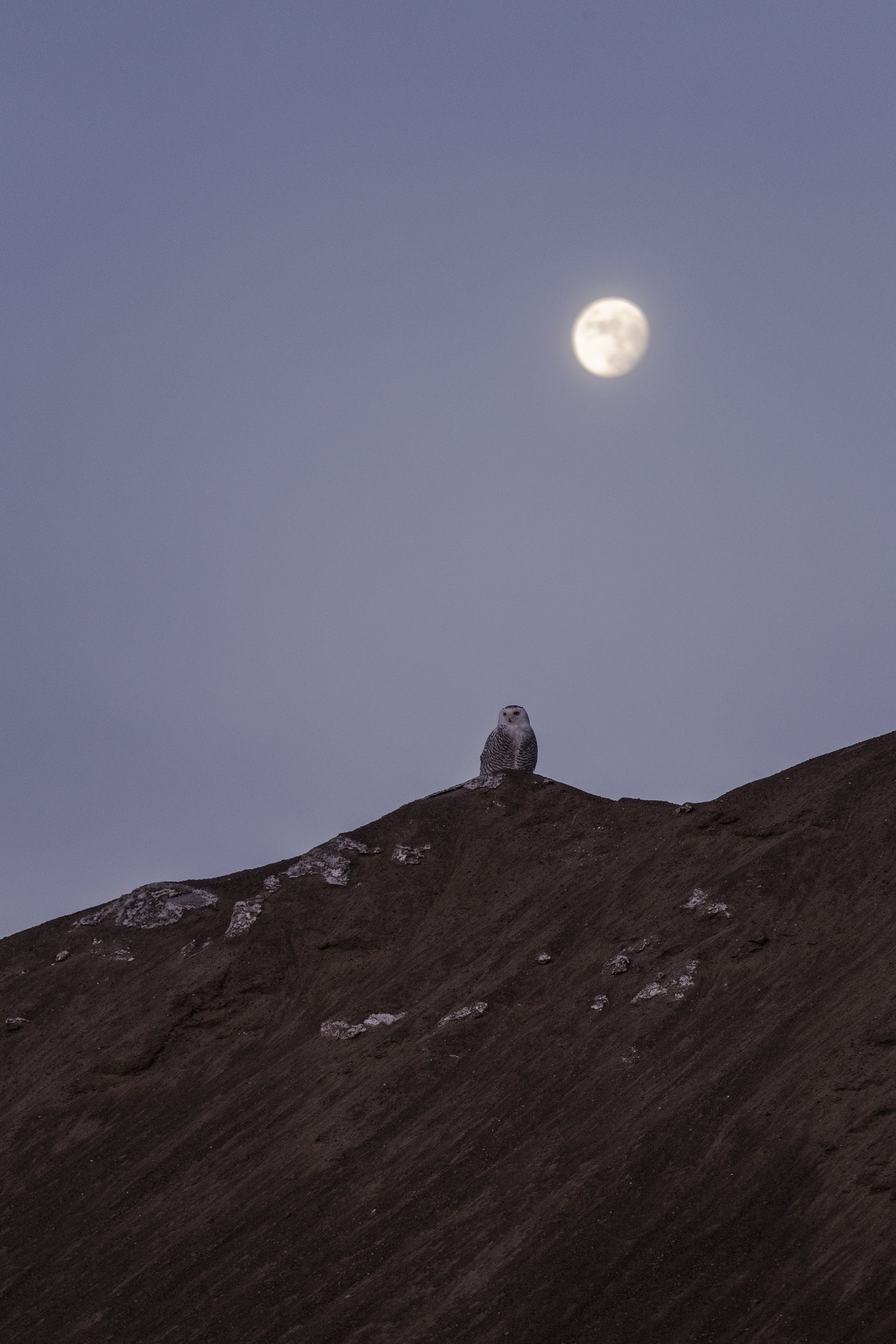 Harfang des neiges 035