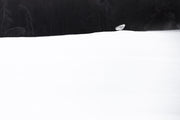 Harfang des neiges 040