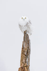 Harfang des neiges 048