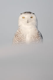 Harfang des neiges 059