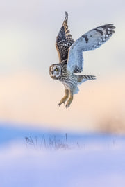 Hibou des marais 001