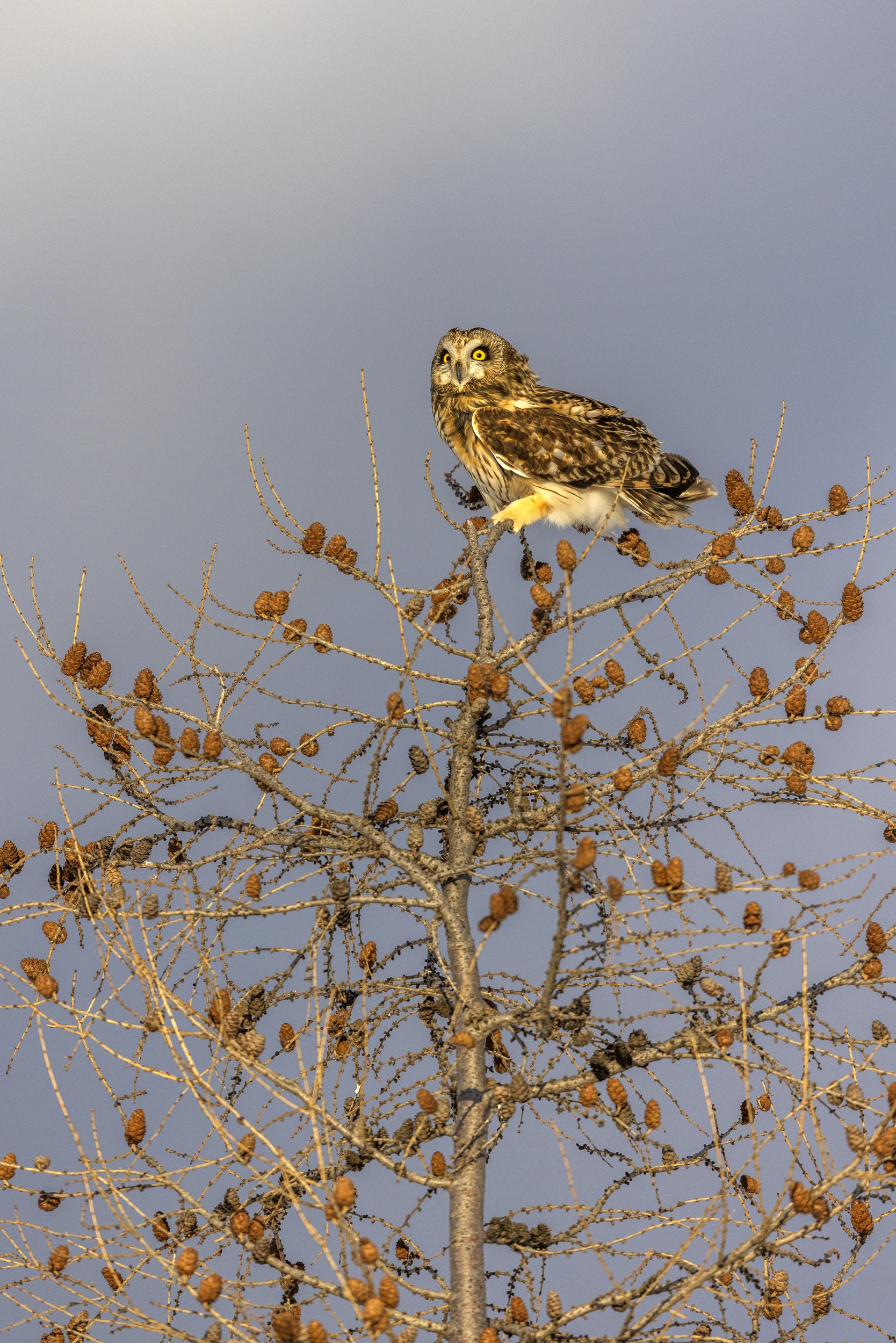 Hibou des marais 011