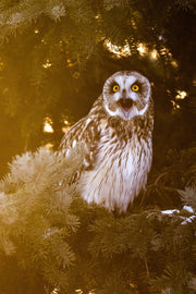 Hibou des marais 013