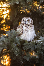 Hibou des marais 016