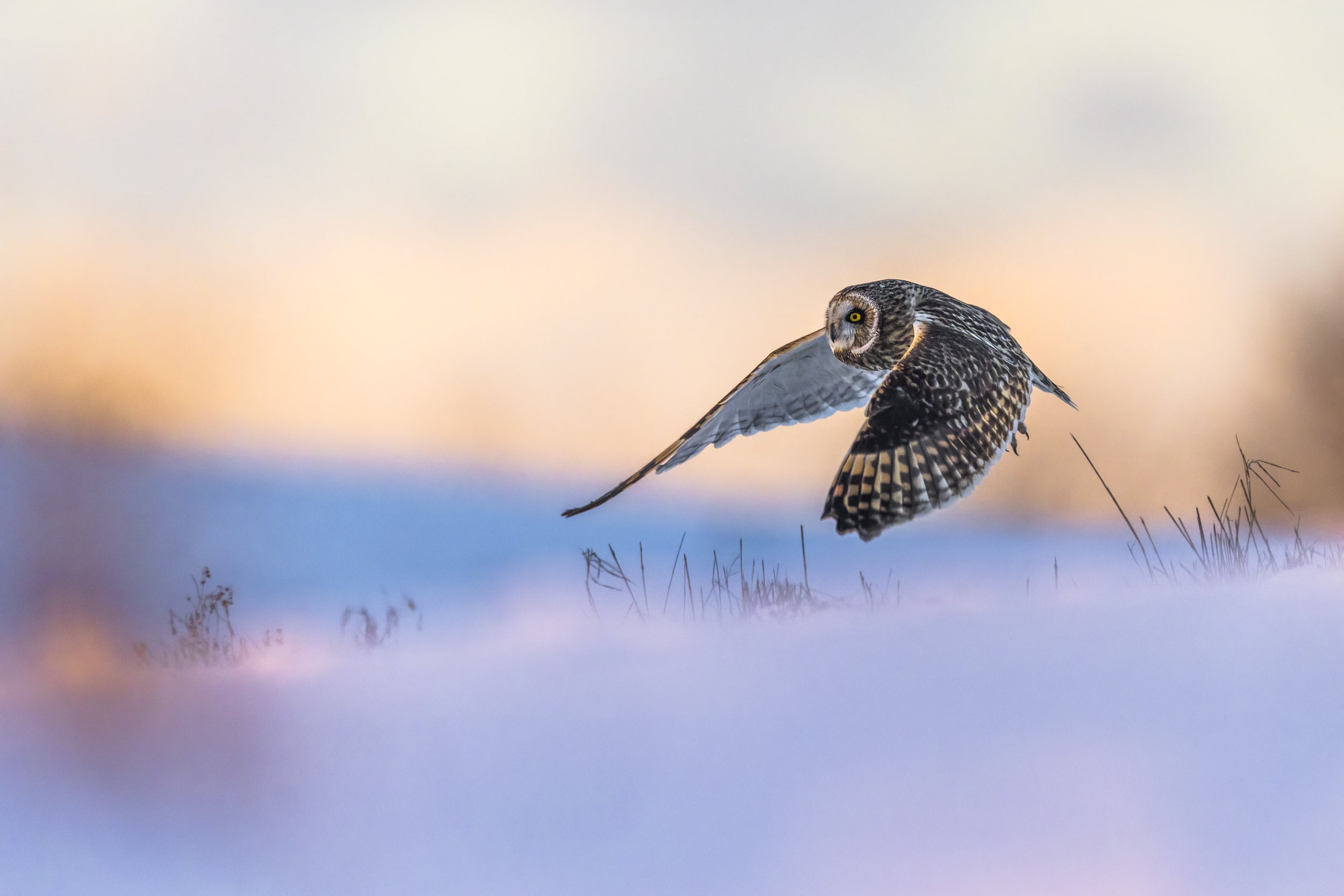 Hibou des marais 018