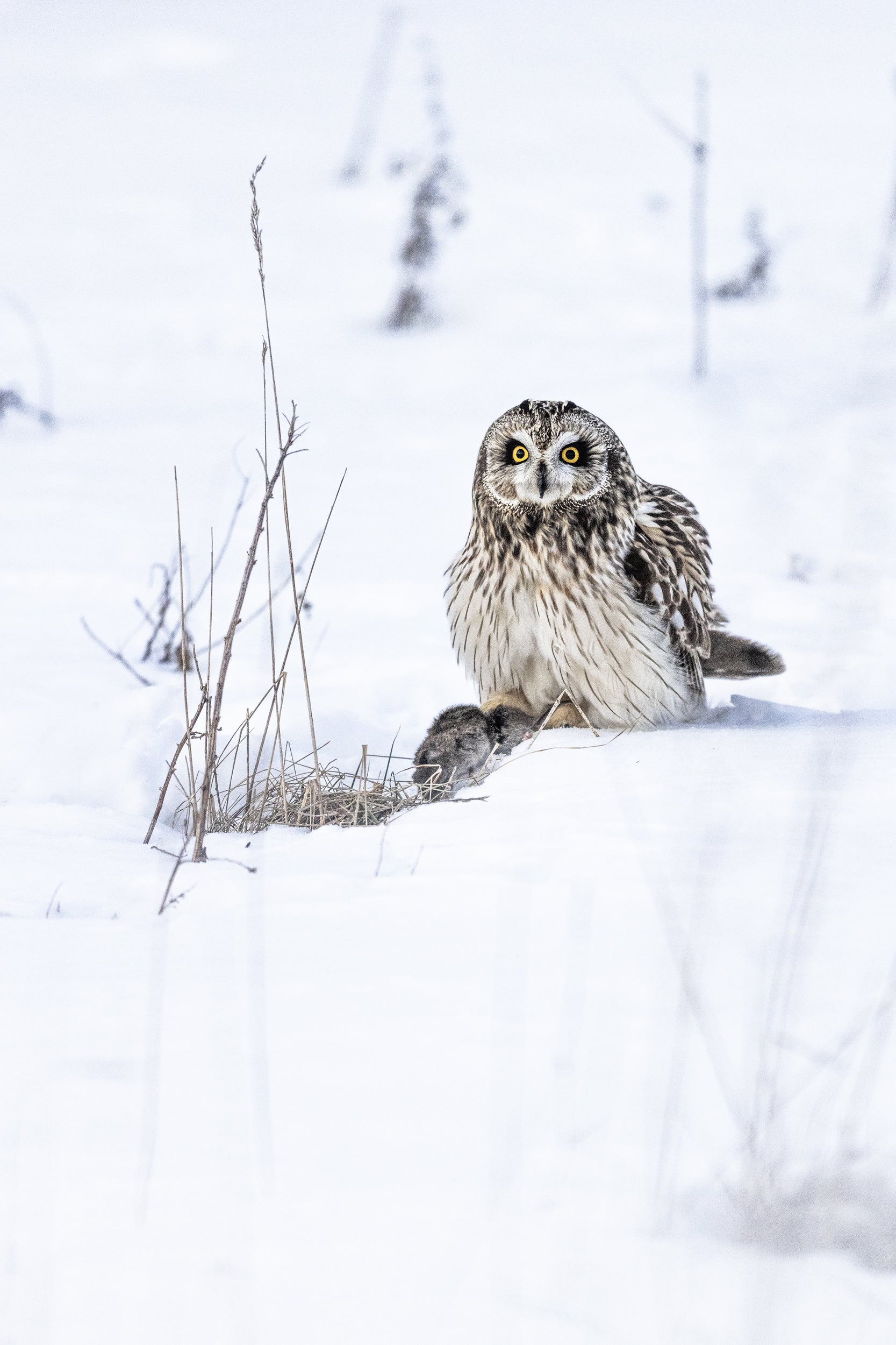 Hibou des marais 020