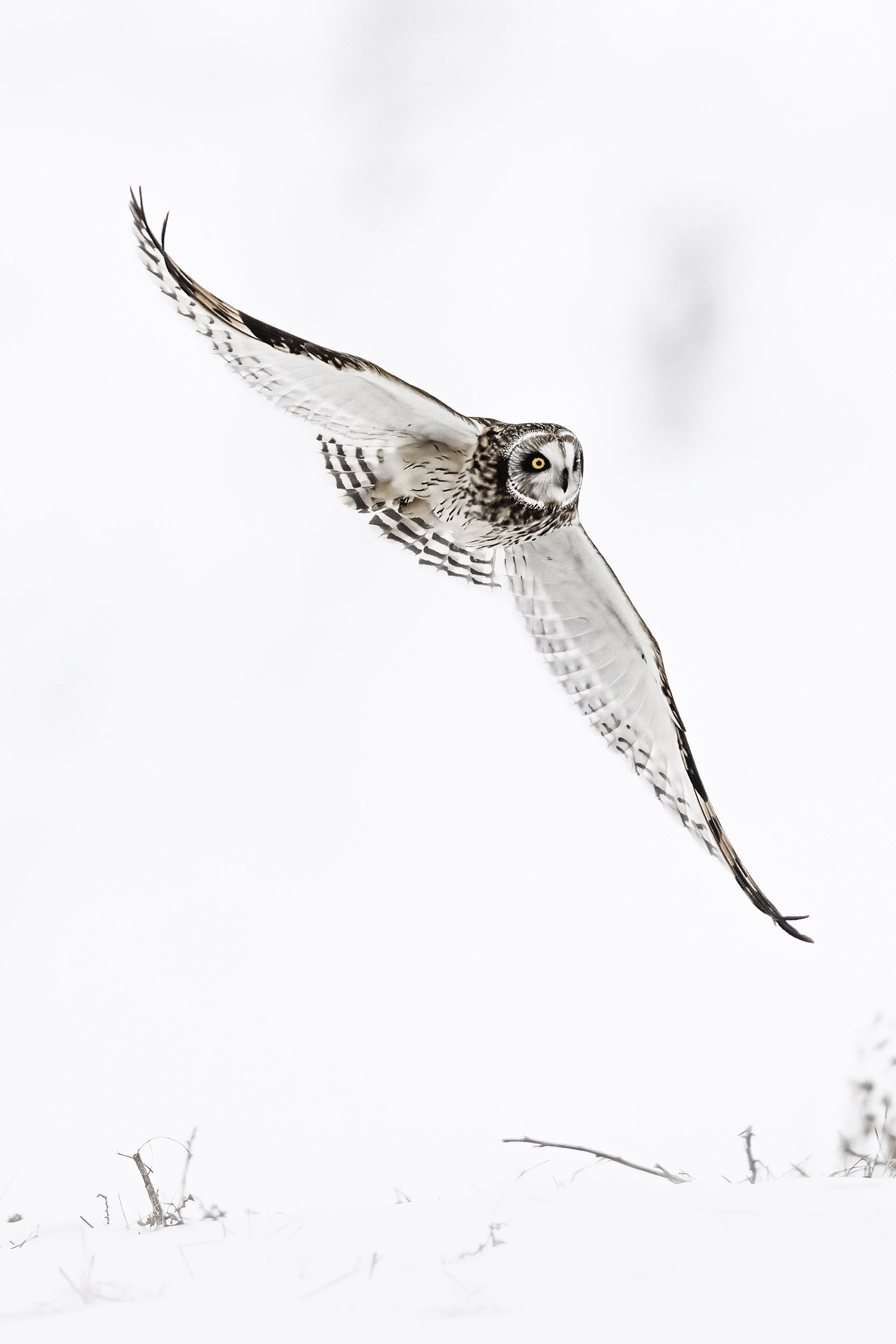 Hibou des marais 022