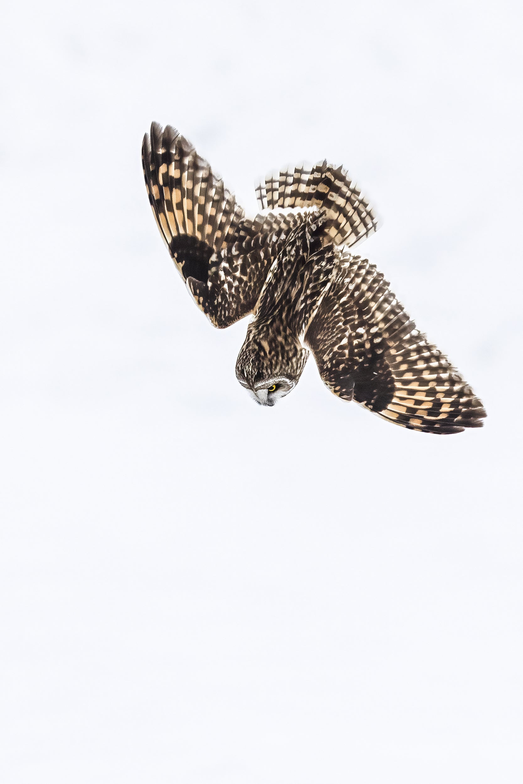 Hibou des marais 023