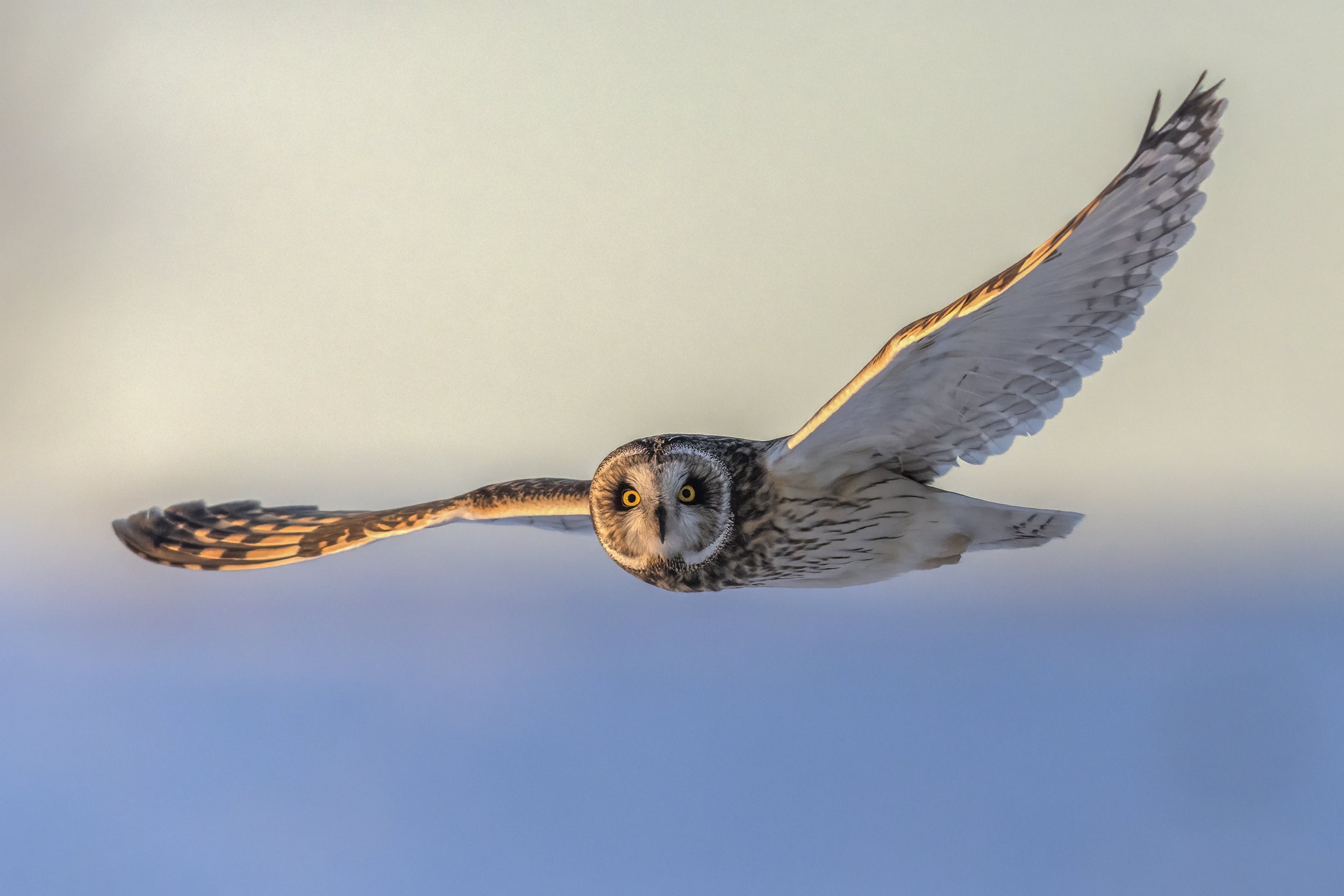 Hibou des marais 024