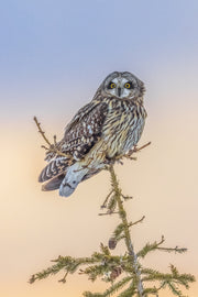 Hibou des marais 003