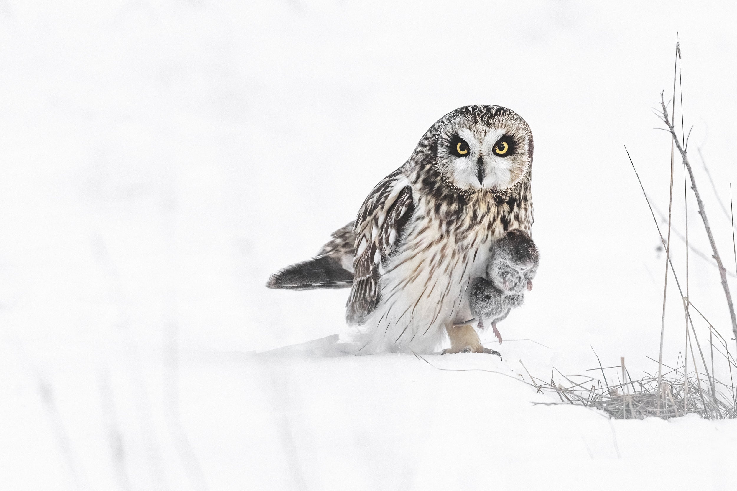 Hibou des marais 030