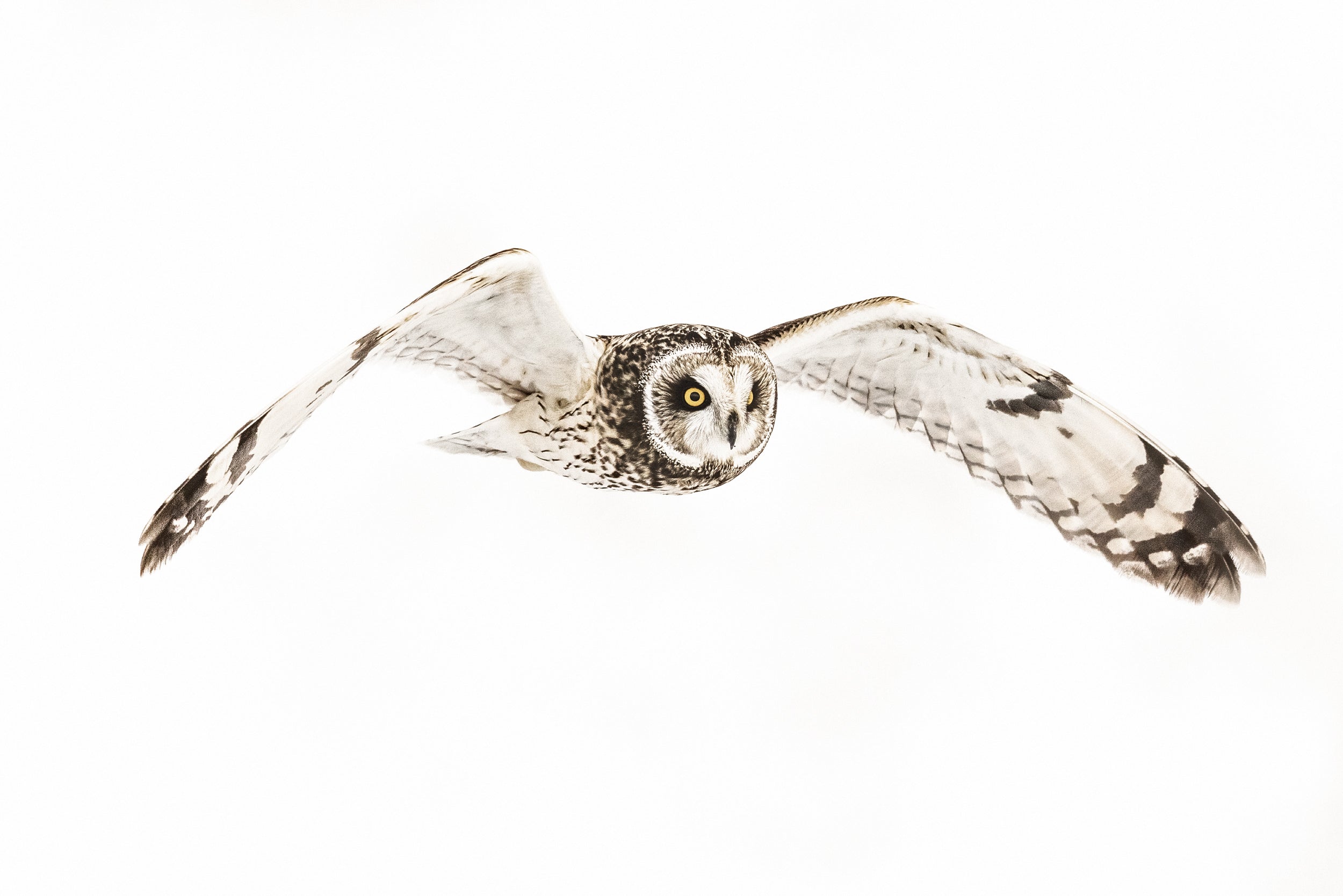 Hibou des marais 031