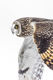 Hibou des marais 032