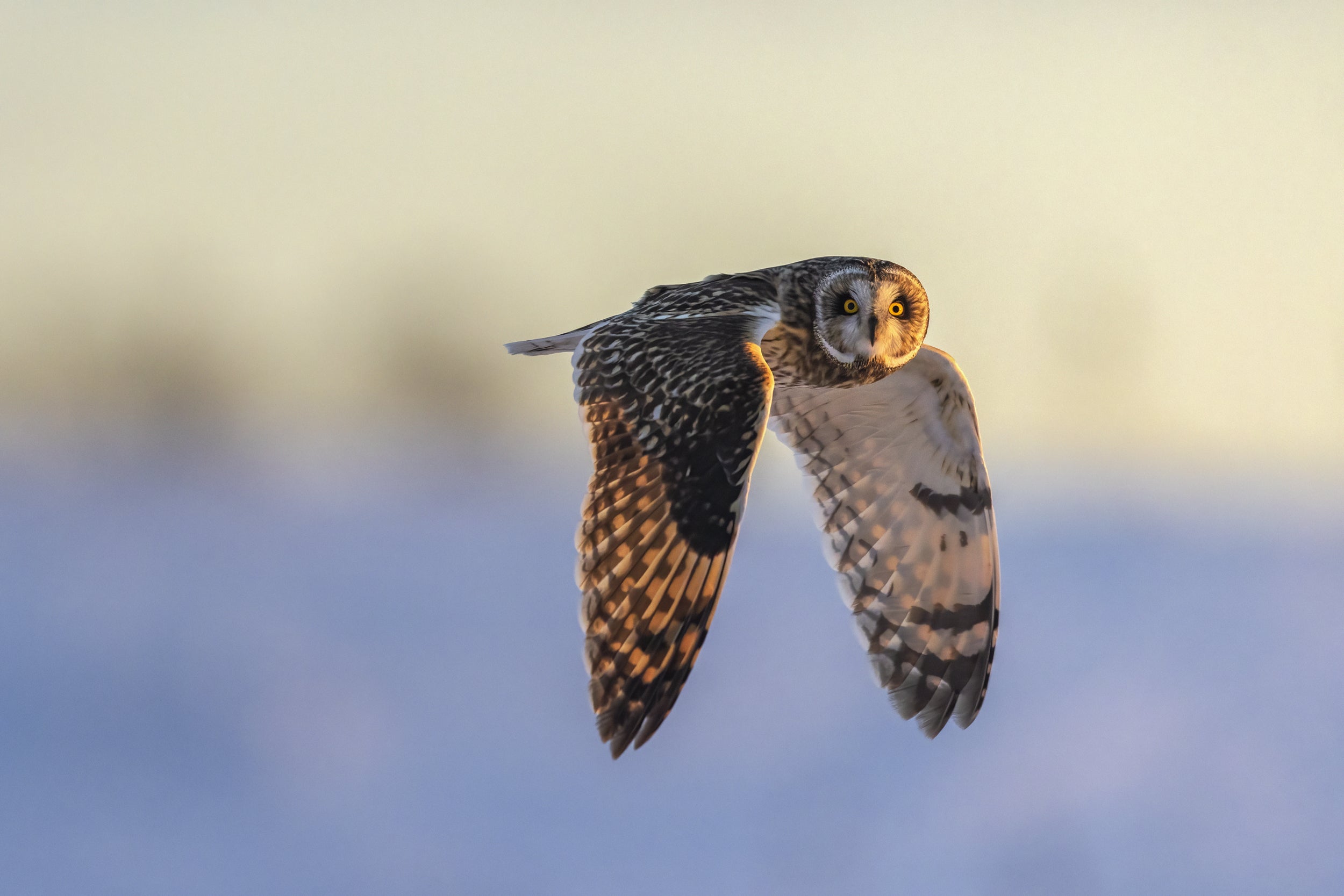 Hibou des marais 004