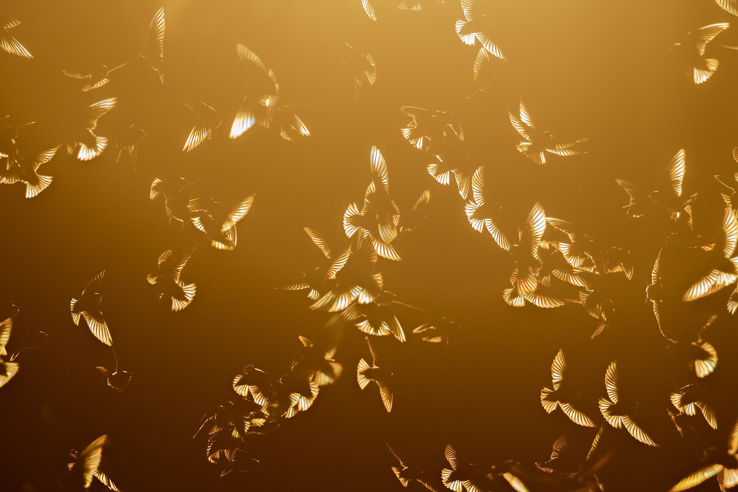 Hirondelle bicolore 001