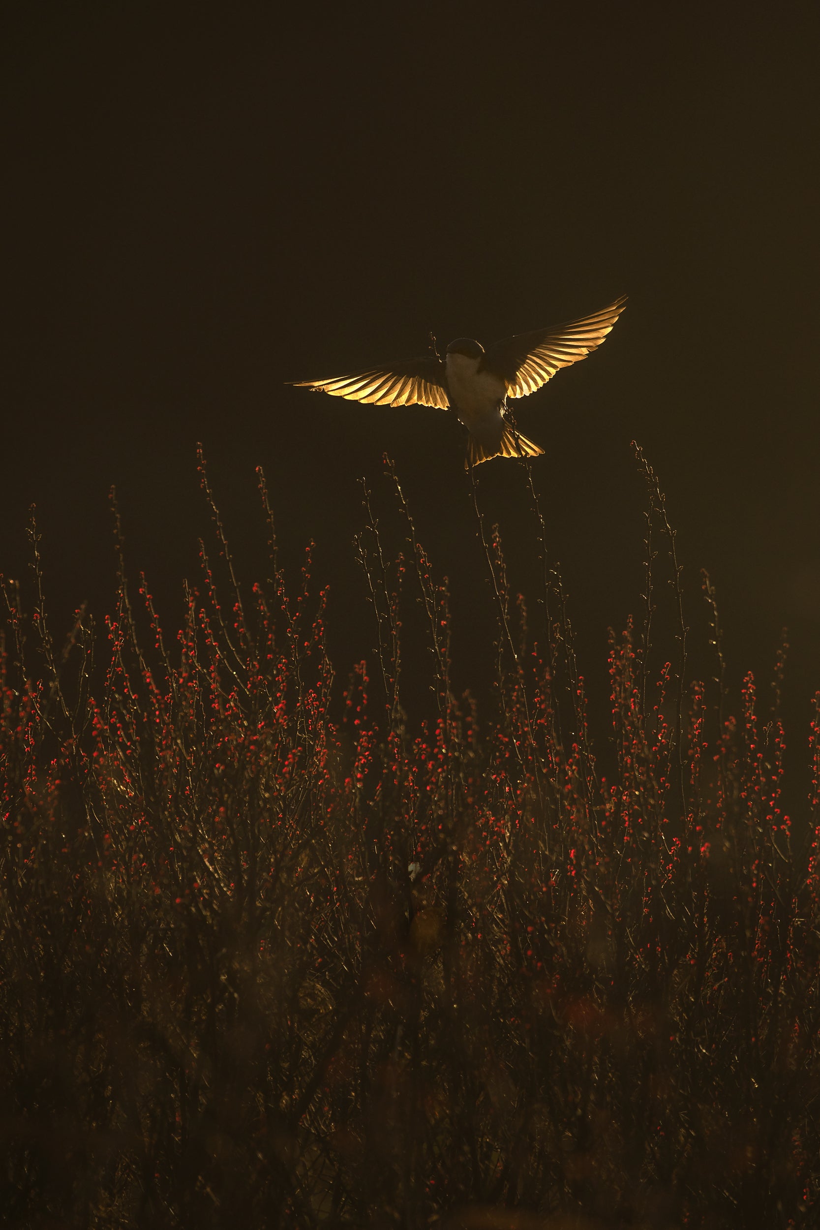 Hirondelle bicolore 002