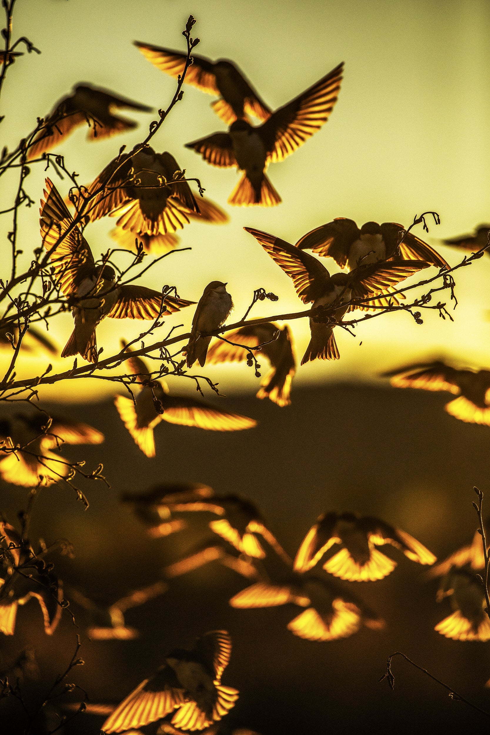 Hirondelle bicolore 005