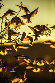 Hirondelle bicolore 005