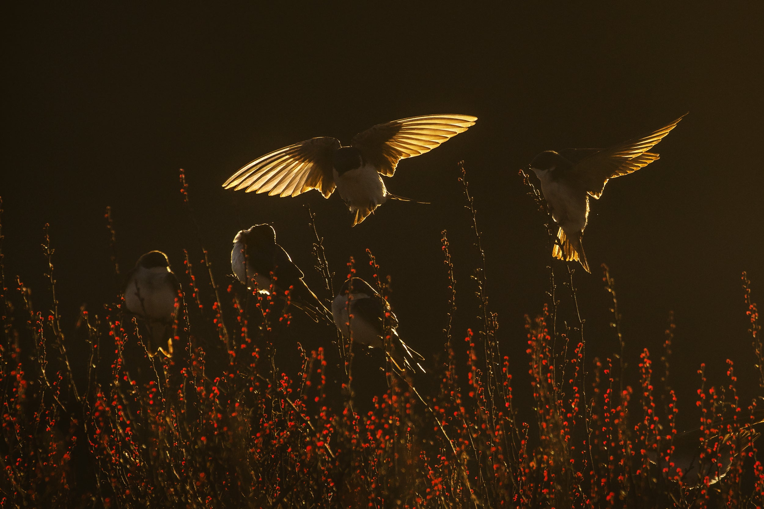 Hirondelle bicolore 009