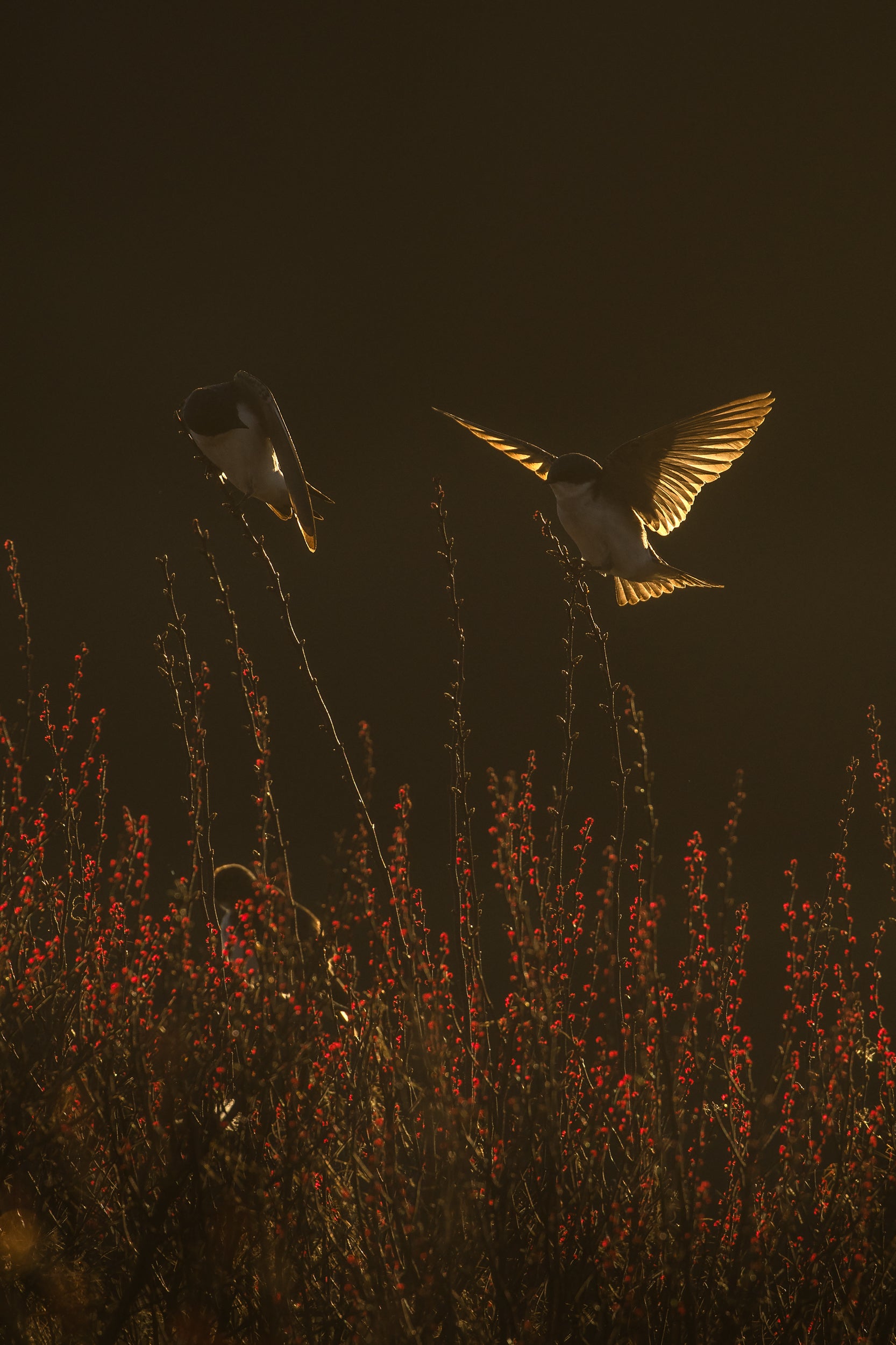 Hirondelle bicolore 012