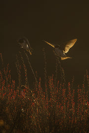 Hirondelle bicolore 012