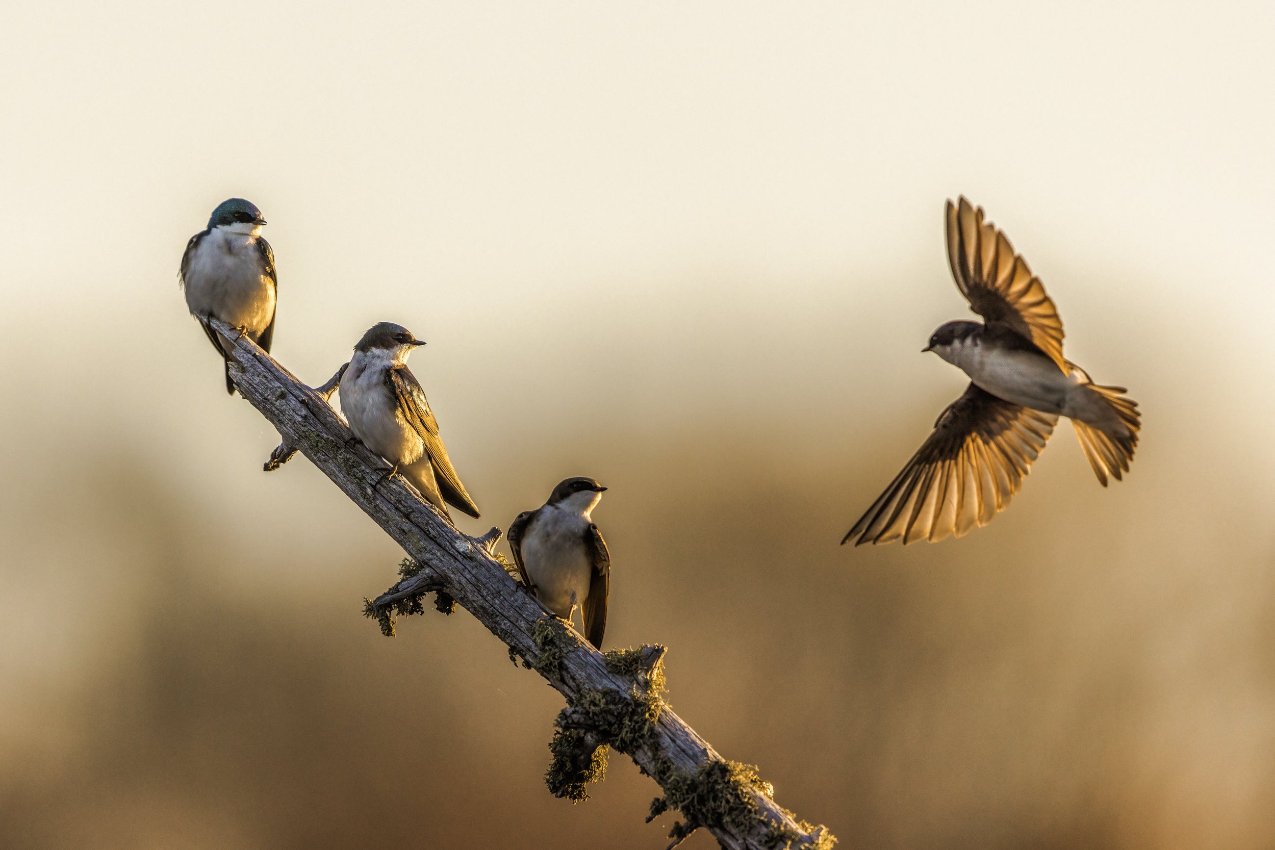 Hirondelle bicolore 017