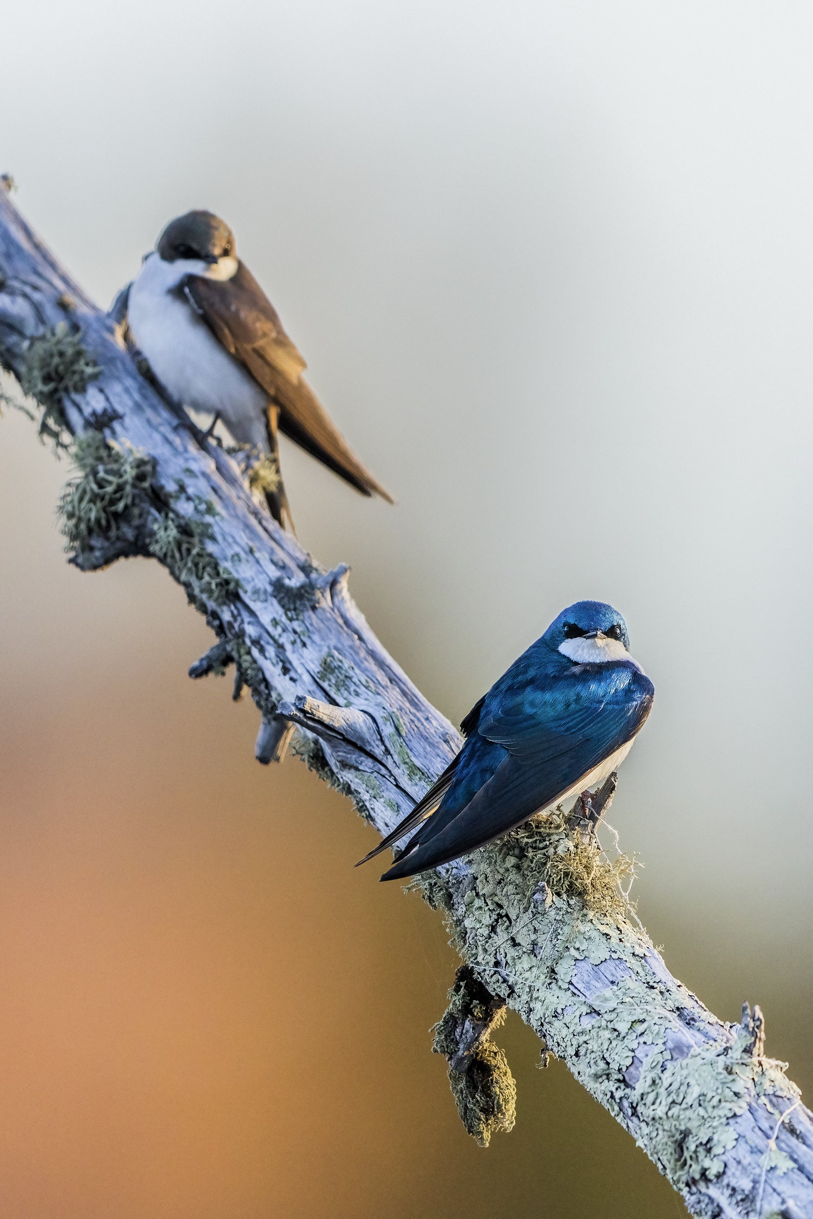 Hirondelle bicolore 018