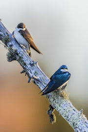 Hirondelle bicolore 018