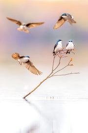 Hirondelle bicolore 019