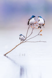 Hirondelle bicolore 020