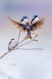 Hirondelle bicolore 021