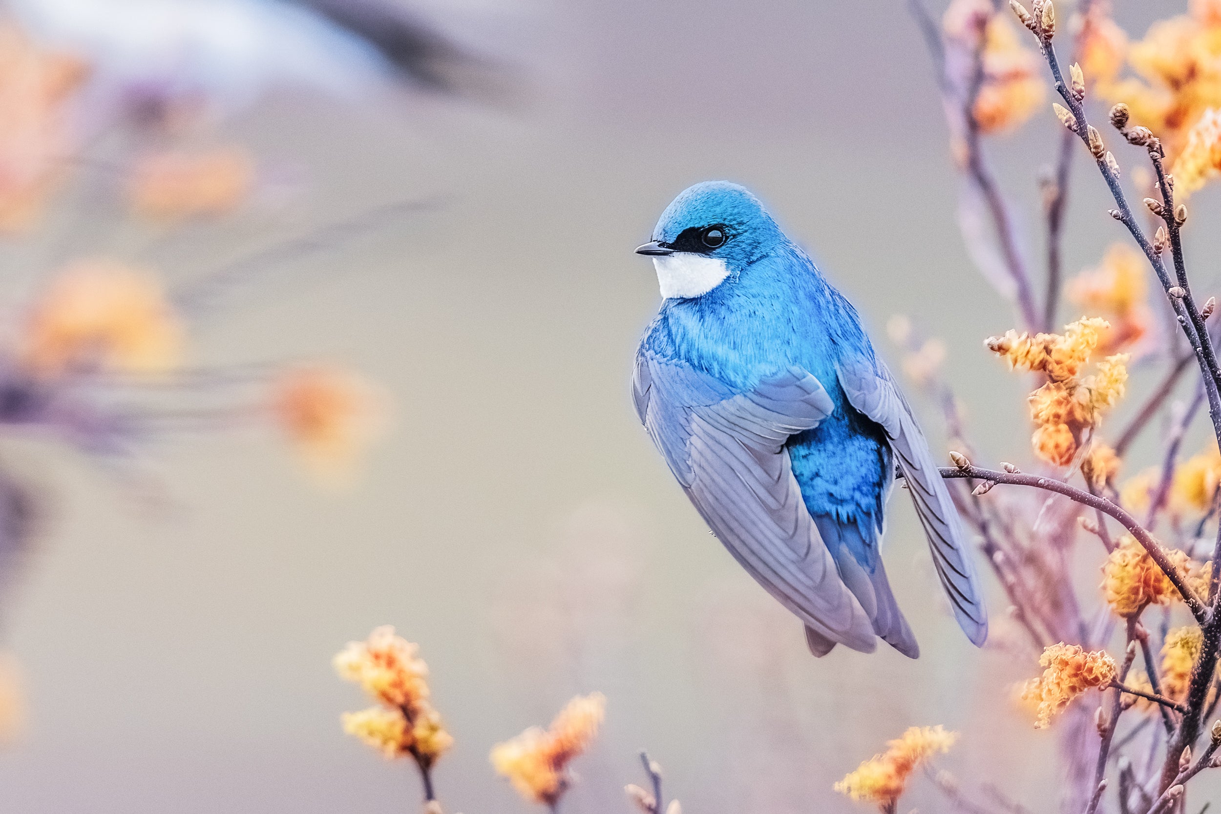 Hirondelle bicolore 022