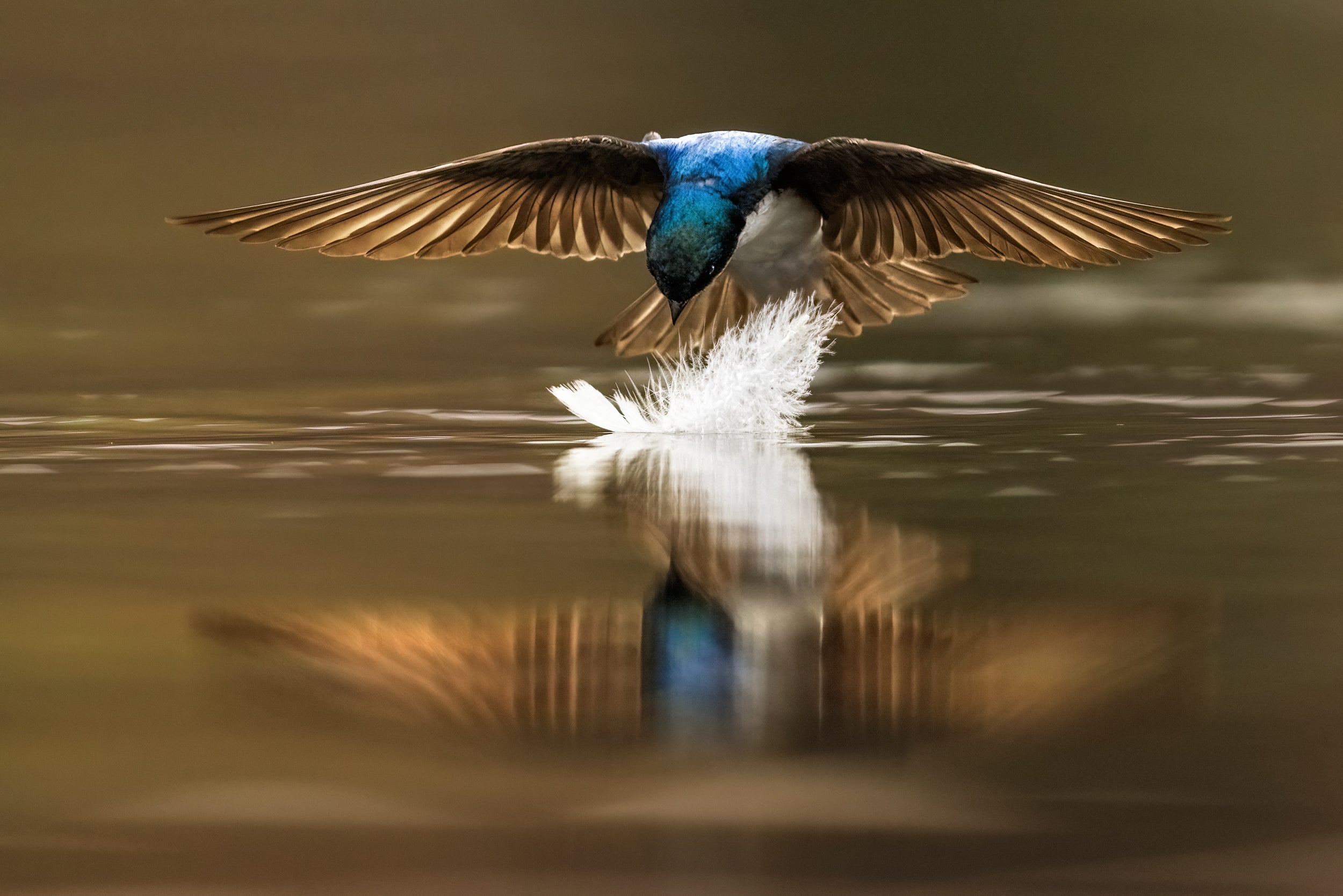 Hirondelle bicolore 023