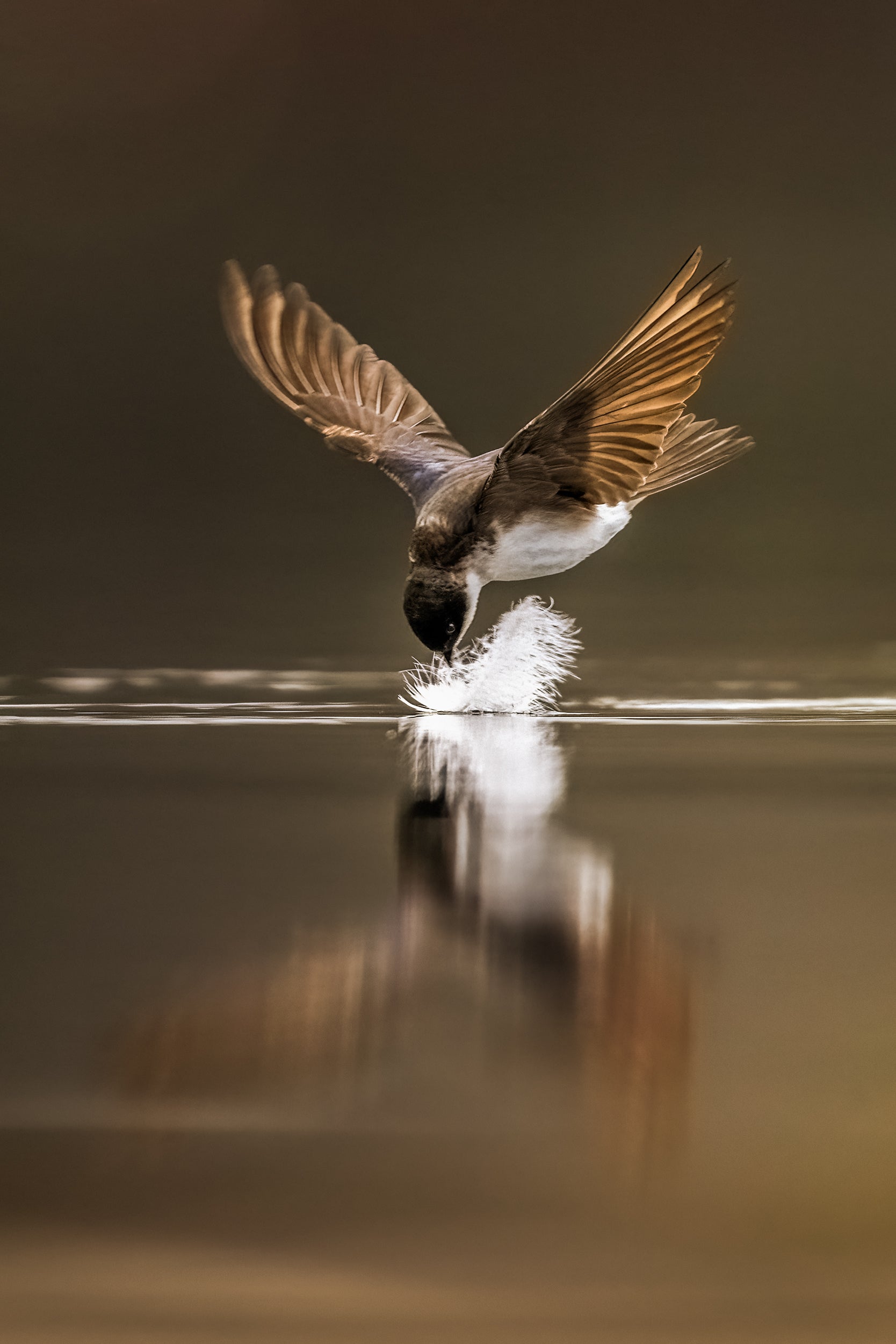 Hirondelle bicolore 024