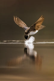 Hirondelle bicolore 024