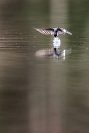 Hirondelle bicolore 026