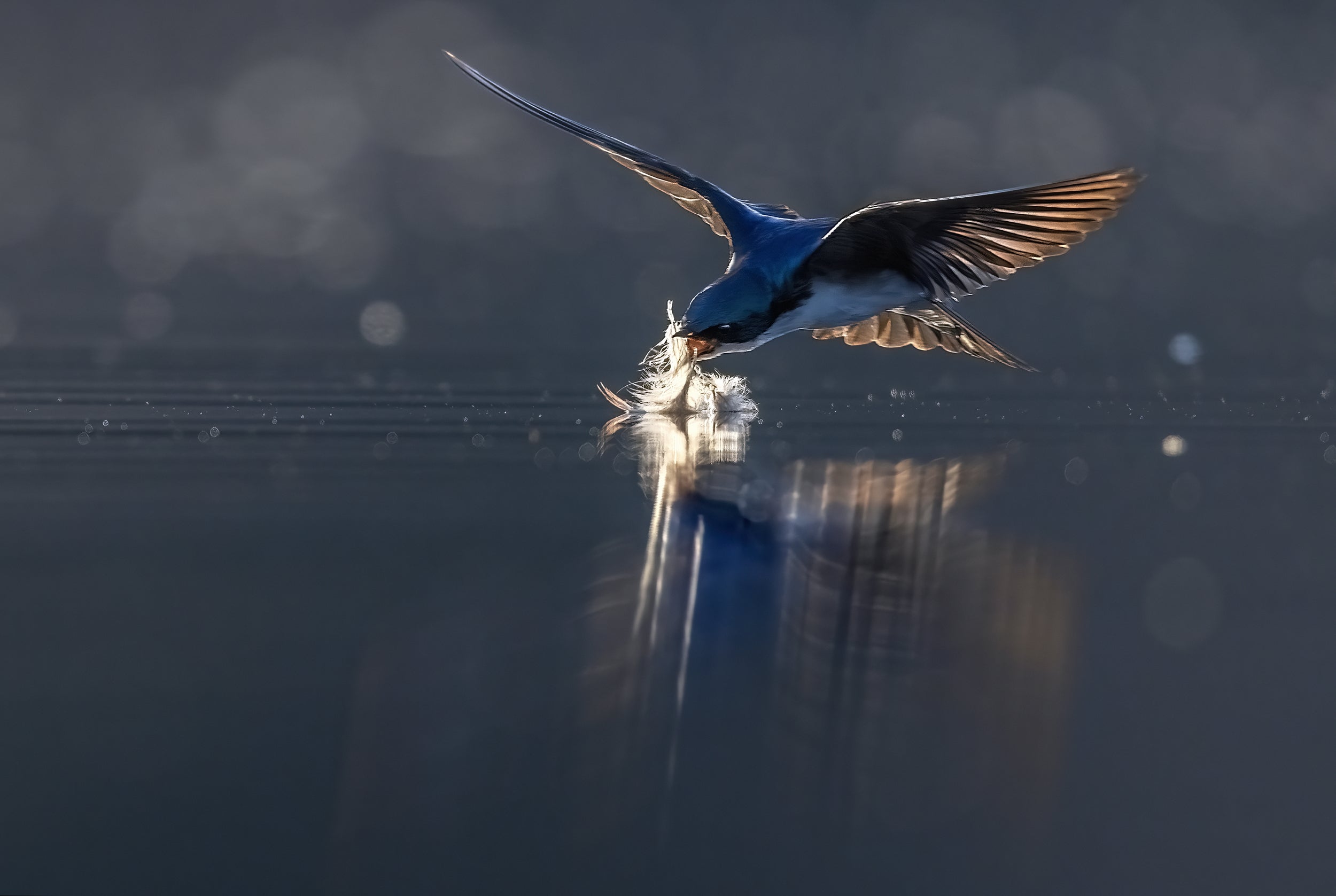 Hirondelle bicolore 028